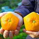 Illustration for article titled Forget Square Watermelons, Japan Now Has Pentagon-Shaped Oranges